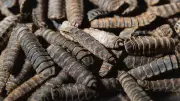 Nigeria's Feed Industry Calls for Policy Reforms to Scale Black Soldier Fly Larvae Production