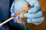 Oyo Confirms 5 Lassa Fever Cases, One Death, Activates Emergency Response
