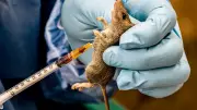 Oyo State Confirms Lassa Fever Fatality, Activates Emergency Response in Ibadan