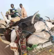 Poisonous Grass Kills Over 80 Cattle in Adamawa Community