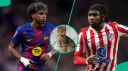Psychic Cat Nimbus Predicts Barcelona Victory Over Atletico in Champions League Clash
