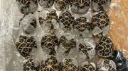 Teenager Caught Smuggling 30 Protected Tortoises Taped to Body at Bangkok Airport