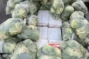 Thai Police Uncover 1.6 Tonnes of Drugs Concealed Under Cabbages in Major Bust