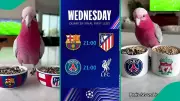 Viral Parrot Predicts PSG vs Liverpool and Barcelona vs Atletico Madrid UCL Matches
