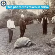 World's Oldest Tortoise Jonathan Alive, Crypto Scam Faked Death Report