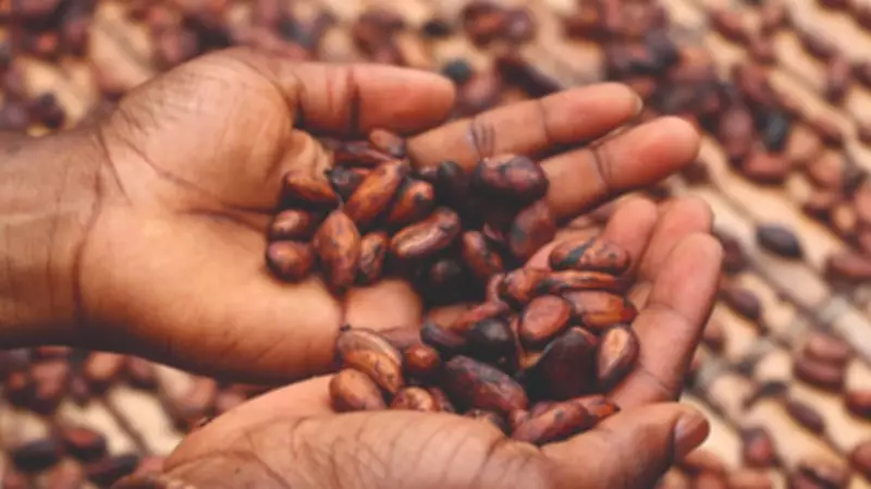 Africa Must Seize Cocoa and Chocolate Market Growth Opportunity