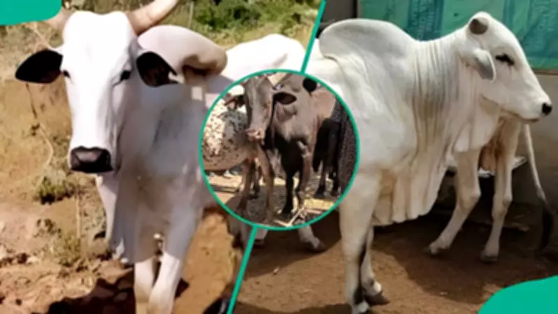 Breeds of Cattle in Nigeria: How to Choose Cows for Milk or Meat