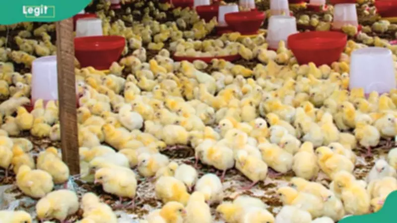 Chicken Farm Startup Cost in Nigeria 2026: Full Budget Guide
