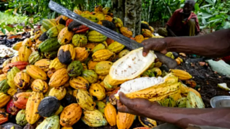 COCEFAAA and CRIN Sign MoU to Boost Nigeria Coffee Revival Initiative