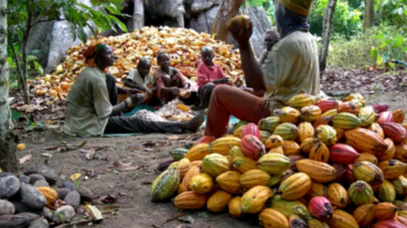 COCEFAAA Urges Stakeholders to Invest in Cocoa Value Chain