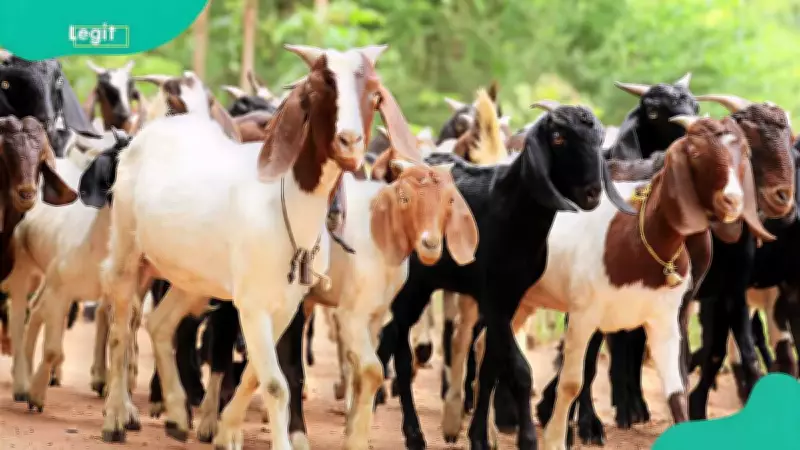 Goat Farming Costs and Profit in Nigeria: Full Breakdown 2026