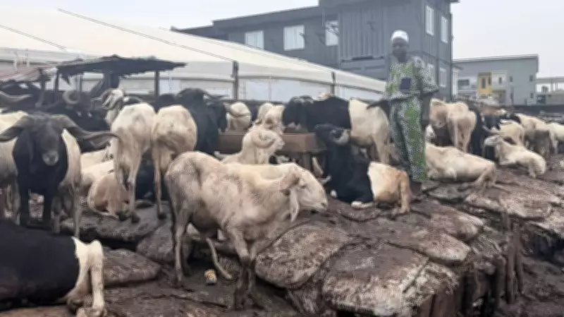 High Ram Prices Dampen Eid Celebrations Across Nigeria