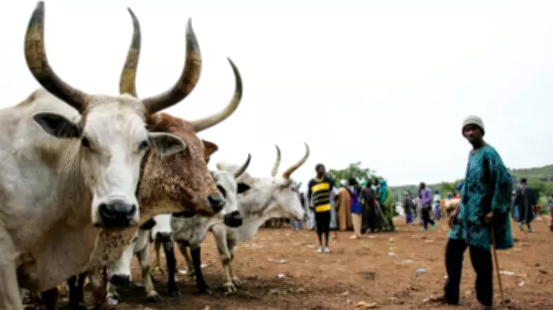IFC Plans Investment Mission to Nigeria for Livestock and Energy Sectors