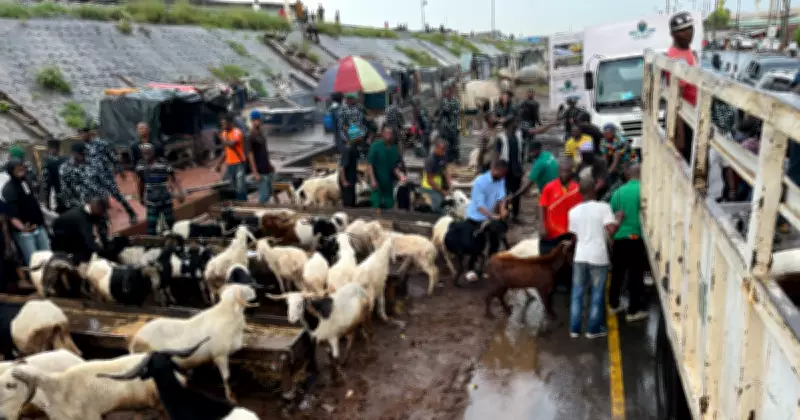 Lagos Bans Roadside Ram Sales Ahead of Eid-el-Kabir Celebration