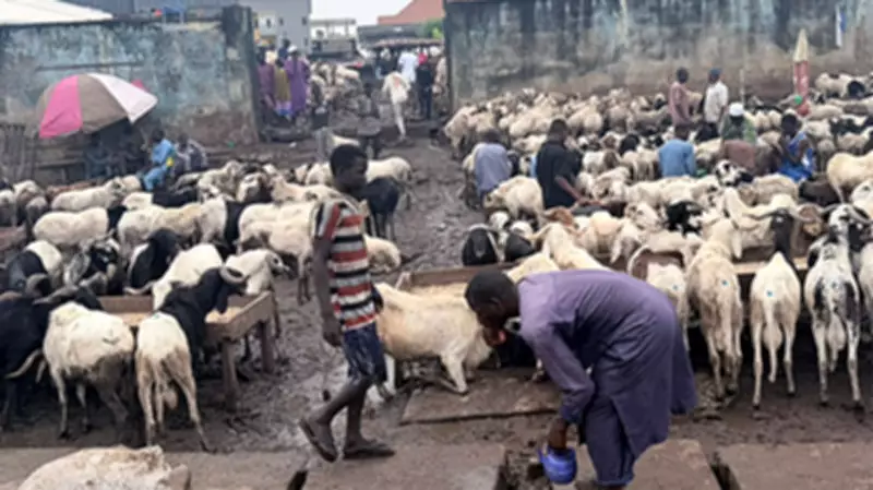 Lagos-Ibadan Expressway gridlock as Kara cattle market activities cause chaos