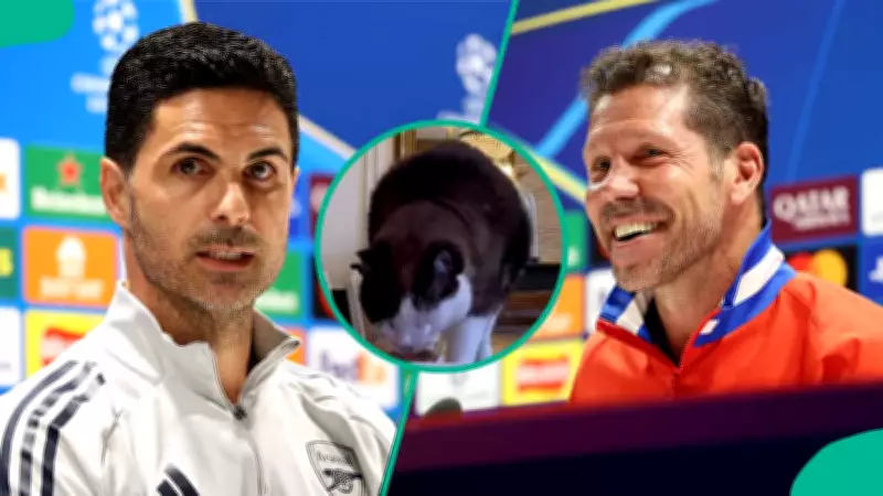 Mysterious Cat Predicts Arsenal vs Atletico Madrid Champions League Finalist