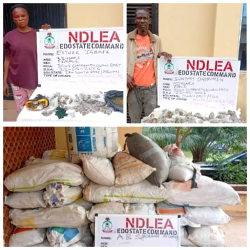 NDLEA Seizes 498kg Cannabis Hidden in Edo Shrine, Arrests Two Suspects