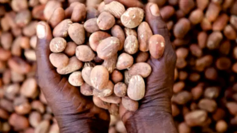 Nigeria Firm on Shea Nuts Ban, Says Minister at Global Conference