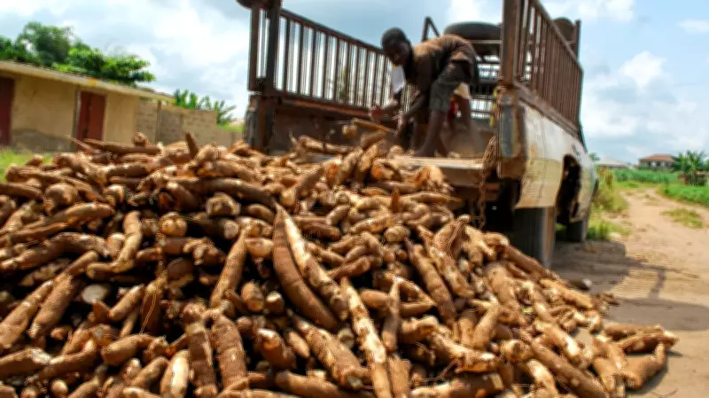 Nigeria's Cassava Sorbitol Production Can Cut Import Dependence