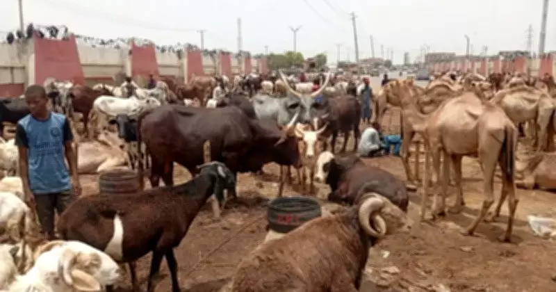 Ram prices hit ₦700,000 in Kano as buyers stay away ahead of Eid-el-Kabir