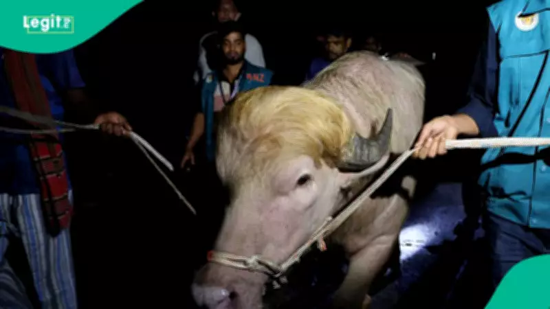 Rare Albino Buffalo in Bangladesh Spared from Eid Sacrifice After Government Intervention