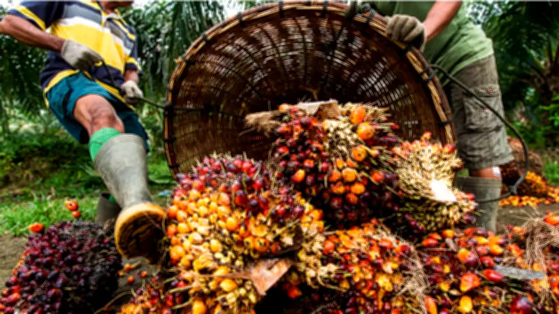 Reftop Agrofield Urges Nigerians to Invest in Oil Palm for Wealth, Economic Growth