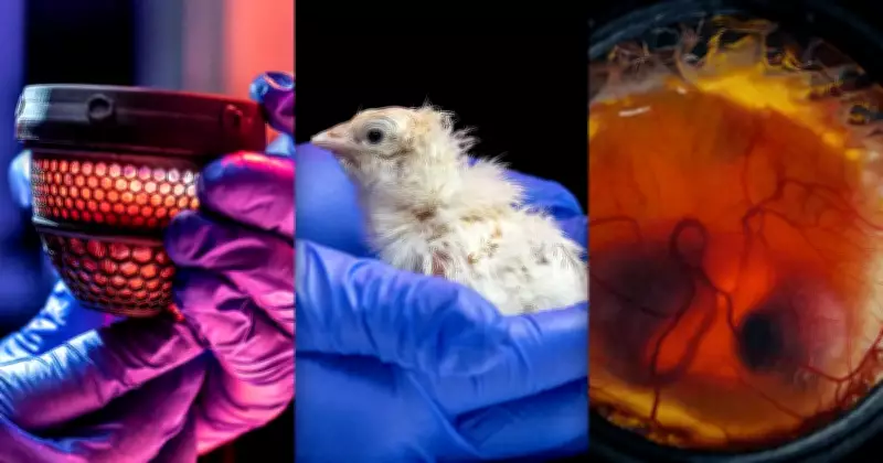 Scientists Hatch Chicks from Artificial Eggs in De-Extinction Breakthrough
