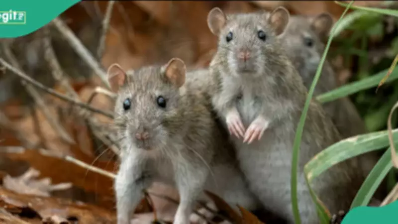 US Hantavirus: Deadly Infection with No Cure Under Global Surveillance