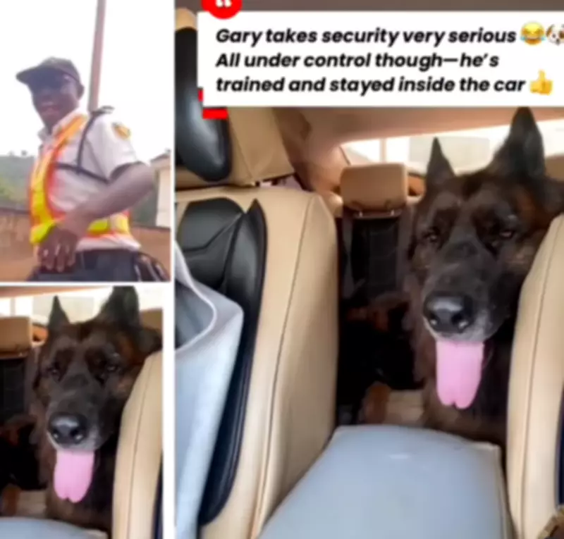 VIO Officials Flee After Spotting Massive Dogs in Commuter's Vehicle