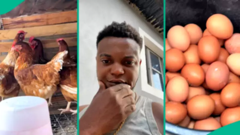Young Nigerian Man Shows Massive Egg Yield from Noiler Chicken Farm