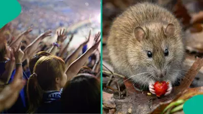 Hantavirus Outbreak Raises Travel Safety Concerns Ahead of World Cup 2026
