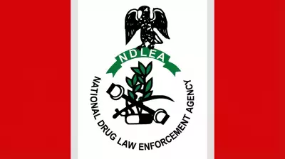 NDLEA Raids Drug Rings Near Bayero University, Arrests Six Suspects