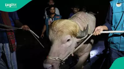 Rare Albino Buffalo in Bangladesh Spared from Eid Sacrifice After Government Intervention