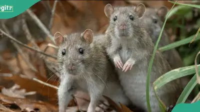 US Hantavirus: Deadly Infection with No Cure Under Global Surveillance