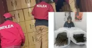 63-Year-Old Chinese Woman Arrested with 31kg Cannabis at Lagos Airport