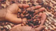 Africa Must Seize Cocoa and Chocolate Market Growth Opportunity