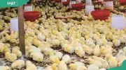 Chicken Farm Startup Cost in Nigeria 2026: Full Budget Guide