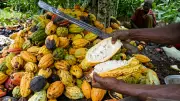COCEFAAA and CRIN Sign MoU to Boost Nigeria Coffee Revival Initiative