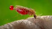 Enugu State Reduces Malaria Prevalence from 24% to 9.9% in 2026