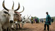 IFC Plans Investment Mission to Nigeria for Livestock and Energy Sectors