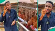Key Factors to Consider Before Starting Poultry Business in Nigeria