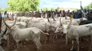 Kwara govt targets livestock boom, urges journalists to uphold ethical reporting