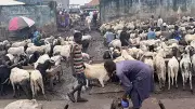 Lagos-Ibadan Expressway gridlock as Kara cattle market activities cause chaos