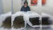 NDLEA Arrests Chinese National, Seizes Drugs in Lagos, Abuja, Enugu