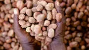 Nigeria Firm on Shea Nuts Ban, Says Minister at Global Conference