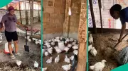 Nigerian Lady Loses Over 25 Broiler Chickens to Strange Disease Outbreak