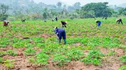 NIHORT trains 67 farmers on improved plantain, banana varieties