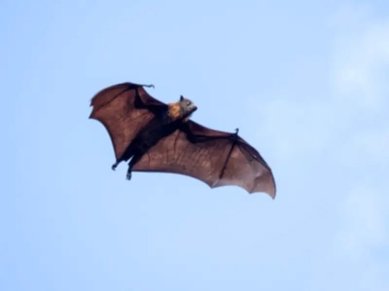 Boy dies of rabies 19 days after bat found on his mouth in Canada