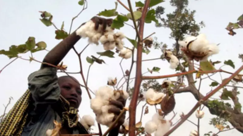 Cotton Production Can Boost Southwest Economy, Says Oduyemi