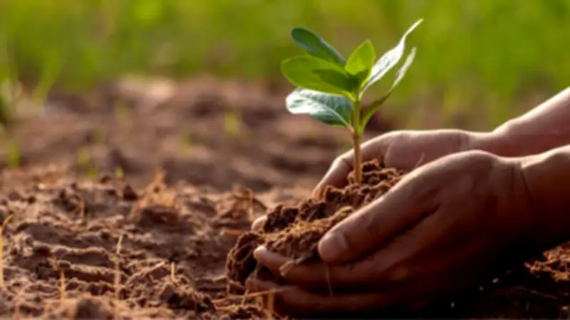 Declining soil health threatens West Africa's agriculture and food security